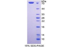 SDS-PAGE of Protein Standard from the Kit (Highly purified E.