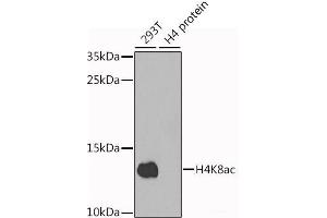 Western blot analysis of extracts of various cell lines using Acetyl-Histone H4-K8 Polyclonal Antibody at dilution of 1:1000. (Histone H4 anticorps  (acLys8))