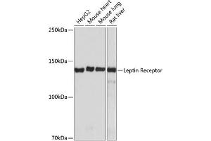 Western blot analysis of extracts of various cell lines, using Leptin Receptor antibody (ABIN7268210) at 1:1000 dilution. (Leptin Receptor anticorps)