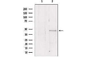 Western blot analysis of extracts from HepG2, using Flotillin 1 antibody. (Flotillin 1 anticorps  (Internal Region))