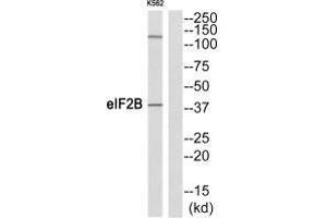 Western blot analysis of extracts from K562 cells, using eIF2B (Ab-67) antibody. (EIF2S2 anticorps  (N-Term))
