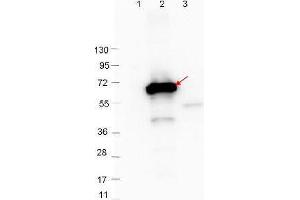 Western Blot showing detection of 0. (Crasp-2 anticorps)