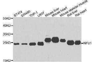 Western blot analysis of extracts of various cell lines, using NFU1 antibody. (NFU1 anticorps  (AA 1-230))