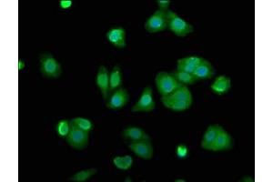 Immunofluorescence staining of HepG2 cells with ABIN7143477 at 1:100, counter-stained with DAPI.
