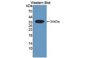 Western blot analysis of the recombinant protein. (HSF4 anticorps  (AA 159-411))