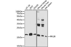 Western blot analysis of extracts of various cell lines, using RPL28 antibody (ABIN7270001) at 1:1000 dilution. (RPL28 anticorps  (AA 1-100))