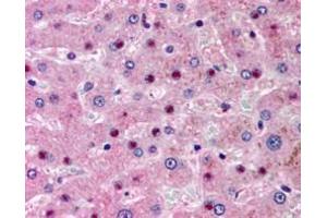 ABIN334368 (5µg/ml) staining of paraffin embedded human liver. (NOS1AP anticorps  (N-Term))