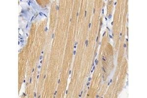 Immunohistochemistry analysis of paraffin-embedded rat tongue using,TMP1 (ABIN7076030) at dilution of 1: 1600
