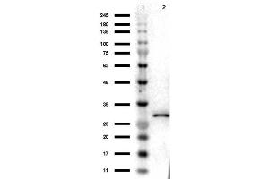 Western Blot Results of Chicken Anti-RFP Antibody. (RFP anticorps)