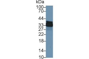 Western Blot; Sample: Canine Stomach lysate; Primary Ab: 1µg/ml Rabbit Anti-Canine ANXA4 Antibody Second Ab: 0. (Annexin IV anticorps  (AA 3-156))