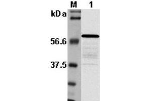 anti-Listeria Monocytogenes, P60 antibody