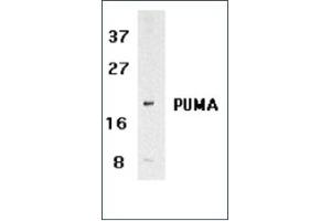 Image no. 2 for anti-BCL2 Binding Component 3 (BBC3) (N-Term) antibody (ABIN264889) (PUMA anticorps  (N-Term))