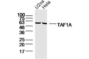 Lane 1: u2os lysates Lane 2: hela lysates probed with TAF1A Polyclonal Antibody, Unconjugated  at 1:300 dilution and 4˚C overnight incubation. (TAF1A anticorps  (AA 21-120))