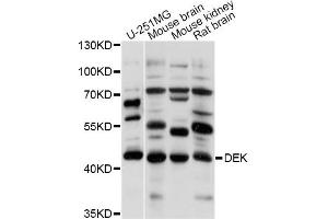 Western blot analysis of extracts of various cell lines, using DEK antibody (ABIN5995944) at 1/1000 dilution. (DEK anticorps)
