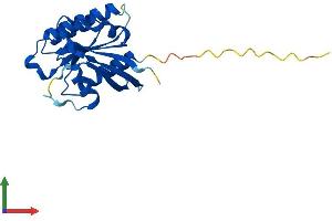 AlphaFold protein structure predicition of Mouse Recombinant Nkiras1 Protein, UniprotID Q8CEC5