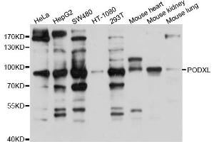 Western blot analysis of extract of various cells, using PODXL antibody. (PODXL anticorps)