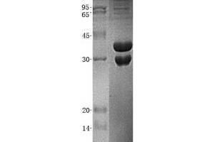 Validation with Western Blot