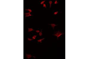 ABIN6275165 staining HT29 by IF/ICC. (GDF7 anticorps  (Internal Region))