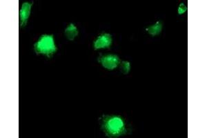 Anti-TMPRSS5 mouse monoclonal antibody (ABIN2454958) immunofluorescent staining of COS7 cells transiently transfected by pCMV6-ENTRY TMPRSS5 (RC223774). (TMPRSS5 anticorps)