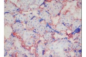 Image no. 1 for anti-CD46 (CD46) antibody (ABIN379988) (CD46 anticorps)
