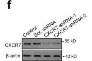 Blockage of CXCR7 inhibits VEGF-mediated vasculogenesis by MSCs.