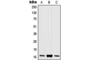 Western blot analysis of Histone H3 (pS10) expression in HEK293T LPS-treated (A), Raw264. (Histone 3 anticorps  (pSer10))
