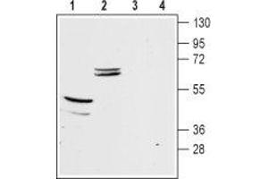 Western blot analysis of mouse brain (lanes 1 and 3) and kidney (lanes 2 and 4) membranes: - 1,2.