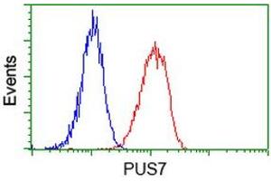 Image no. 5 for anti-Pseudouridylate Synthase 7 Homolog (PUS7) antibody (ABIN1500514) (PUS7 anticorps)