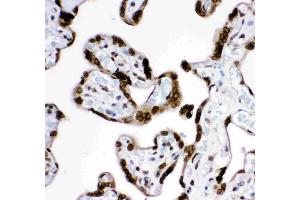 Anti-  MAD1 Picoband antibody, IHC(P): Human Placenta Tissue (MAD1L1 anticorps  (AA 362-632))