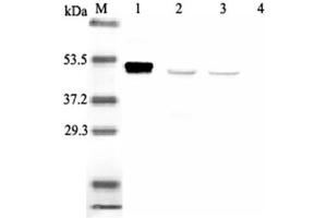 Western blot analysis using anti-IDO (human), mAb (ID 177)  at 1:2'000 dilution. (IDO1 anticorps)