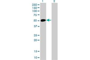 Western Blot analysis of NEUROD1 expression in transfected 293T cell line by NEUROD1 monoclonal antibody (M01), clone 3H8. (NEUROD1 anticorps  (AA 201-300))