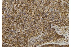 ABIN6278294 at 1/100 staining Human pancreas tissue by IHC-P. (WNT16 anticorps  (C-Term))