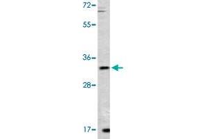 Western blot analysis of mouse lung tissue lysate (35 ug/lane) with ZFP42 polyclonal antibody . (ZFP42 anticorps  (N-Term))
