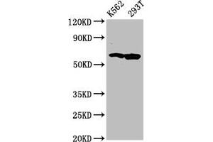 Western Blot Positive WB detected in: K562 whole cell lysate, 293T whole cell lysate All lanes: FAM83D antibody at 4. (FAM83D anticorps  (AA 339-470))