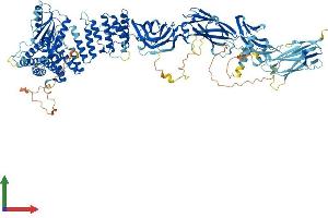 AlphaFold protein structure predicition of Mouse Recombinant Trappc9 Protein, UniprotID Q3U0M1