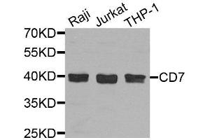 Western blot analysis of extracts of various cell lines, using CD7 antibody. (CD7 anticorps  (AA 26-180))