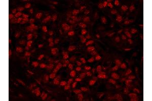 Immunofluorescence (IF) image for anti-Ras-Related GTP Binding A (RRAGA) (AA 544-594) antibody (ABIN7448966) (RRAGA anticorps  (AA 544-594))