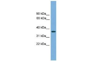 WB Suggested Anti-GPR27 Antibody Titration:  0. (GPR27 anticorps  (N-Term))