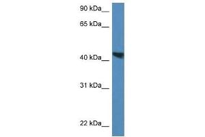 Western Blot showing Meis3 antibody used at a concentration of 1. (MEIS3 anticorps  (C-Term))
