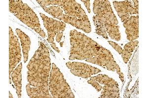 ABIN7094464 and ABIN7098512 at 1/100 staining Rat pancreatic tissue by IHC-P. (Thymopoietin anticorps  (Internal Region))