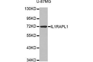 Western blot analysis of extracts of various cell lines, using IL1RAPL1 antibody. (IL1RAPL1 anticorps  (AA 130-210))
