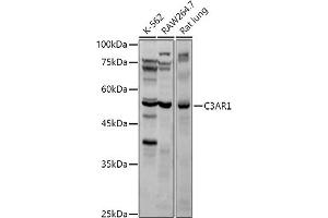 Western blot analysis of extracts of various cell lines, using C3 antibody (ABIN6131229, ABIN6137771, ABIN6137772 and ABIN6221976) at 1:1000 dilution. (C3AR1 anticorps  (AA 161-337))