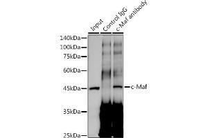 Immunoprecipitation analysis of 300 μg extracts of A-549 cells using 3 μg c-Maf antibody (ABIN7271262). (MAF anticorps)