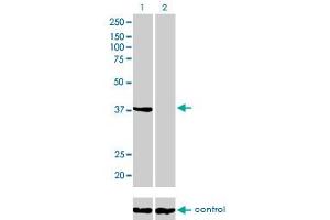 Western blot analysis of ANXA2 over-expressed 293 cell line, cotransfected with ANXA2 Validated Chimera RNAi (Lane 2) or non-transfected control (Lane 1). (Annexin A2 anticorps  (AA 1-339))