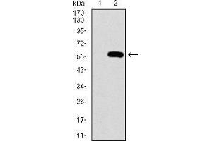 Western blot analysis using C17ORF53 mAb against HEK293 (1) and C17ORF53 (AA: 282-527)-hIgGFc transfected HEK293 (2) cell lysate. (C17orf53 anticorps  (AA 282-527))