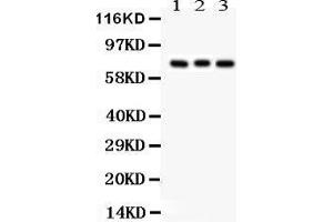 Anti- APG7 Picoband antibody, Western blotting All lanes: Anti APG7  at 0. (ATG7 anticorps  (C-Term))