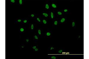 Immunofluorescence of purified MaxPab antibody to SFRS17A on HeLa cell. (SFRS17A anticorps  (AA 1-446))