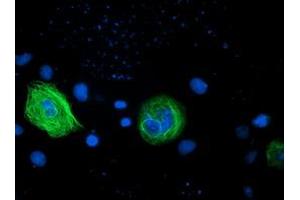 Anti-RASSF1 mouse monoclonal antibody (ABIN2454291) immunofluorescent staining of COS7 cells transiently transfected by pCMV6-ENTRY RASSF1 (RC213525). (RASSF1 anticorps  (AA 1-341))
