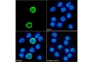 Immunofluorescence staining of fixed mouse splenocytes with anti-IL2R gamma C antibody 3E12. (Recombinant IL2R gamma C anticorps)