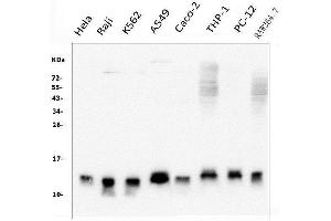 Western blot analysis of Thioredoxin 2/TXN2 using anti-Thioredoxin 2/TXN2 antibody (ABIN7602148). (TXN2 anticorps  (AA 60-166))